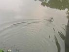 149.8 Perch Land for Sale in Pilimathalawa