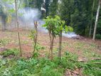 Land for Sale Pilimathalawa