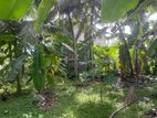 14Perch Land For Sale Walgama Mathara
