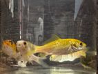1.5-2 Inches Carp Fish