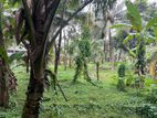 1.5 Acres LAND For SALE in MAKAVITA Road Fecing