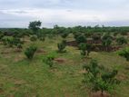 1.5 Acres Mango Cultivated Land for Sale Ranna, Hambantota