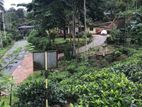 15 Acres Tea Estate Nawalapitiya for Sale