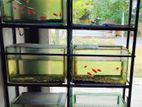 Fish Tank