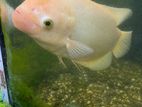15 Inch Giant Gourami Fish – Healthy with Active