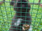 1.5 Months Old 7 Black Rabbit Babys
