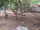 15 Perch Land for Sale Batawala, Meegoda - THI/LS/0019