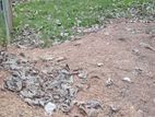 15 Perch Land for Sale in Negombo