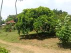 15 Perches Land For Sale In Wennappuwa EL001