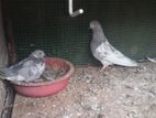 Pigeon