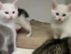 Persian Cat
