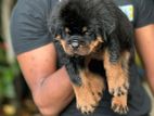Rottweiler Puppy