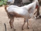 Farm Goat