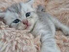 British Shorthair Kitten