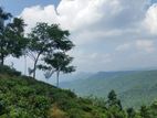 15.5 Acres of Land for Sale in Kandy