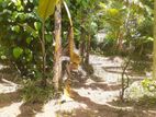 15.9 Perches Land For Sale in Kadawatha (SSPL-461)