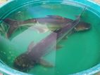 Cat Fish
