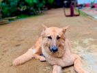 German Shepherd Dog