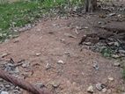 15perch Land for sale in Katuwapitiya Negombo