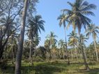 16 Acres Coconut Land - Wariyapola, Gonagama