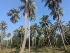 16 Acres Large Coconut Estate, Wariyapola, Gonagama.