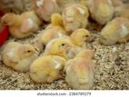 16 curry chicken chicks