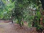 16.3 Perches Land for sale in Mount Lavinia