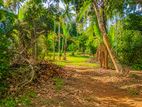 165 Perches Land For Sale in Wigoda, Bemmulla (SSPL-494)