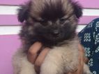 Lion Pomeranian Puppies