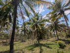17 Acres Land with Coconut– Hiripitiya - Madagalla Road