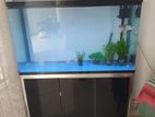 Golden Arowana (Certificate) Koi Catfish