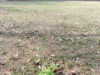 173 Perches Land for Sale in Walpitamulla, Minuwangoda.Gampaha.