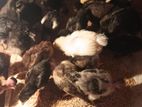 Farm Chicks