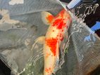 18 Inches Koi Pair Fish