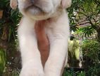 Labrador Puppy