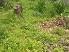 18.1 Perch Bare Land for Sale in Pitakotte CVVV-A3