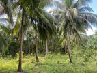 18.5 Acres Land For Sale In Dambulla