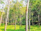 19 Acre Land Sale At Nebada Kalutara