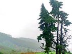 190P Luxury Land - Nuwara Eliya