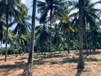 19.5 Acre Coconut Land for Sale in Mangalaeliya