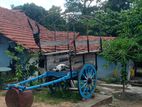 Bullock Cart