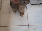 Rabbits
