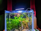 1ft Cube Fish Tank