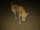 Dog for Kind Home
