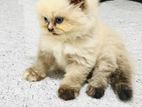 Persian Kitten
