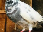 Pigeon