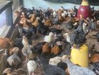 Hens Farm
