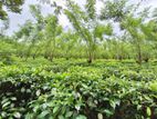 2 A Tea Cultivated Land for Sale Avissawella close Seethawaka Zone