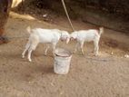 ஆடு Goat