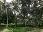 2 Acars Coconut Land in Negombo Dunagaha for Sale